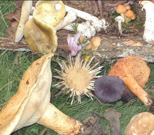 Champigons,  séance de détermination